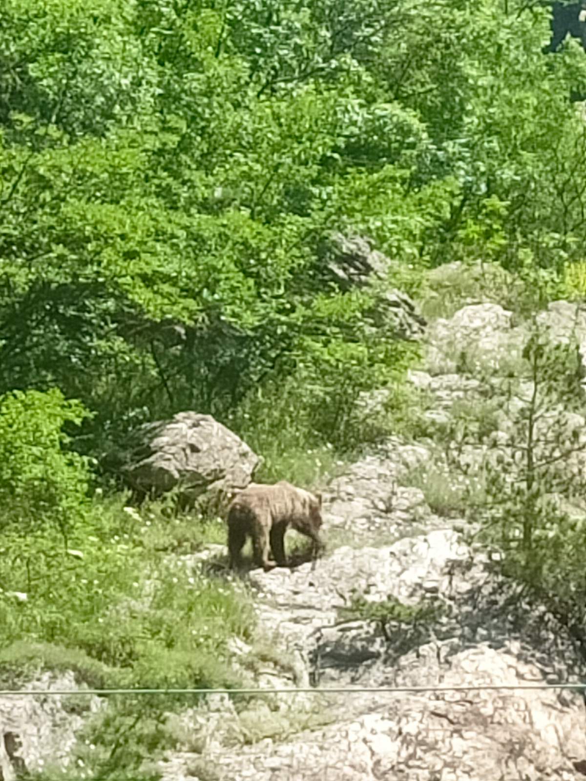 1 Кафява мечка.jpg